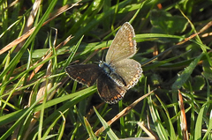 Polyommatus bellargus