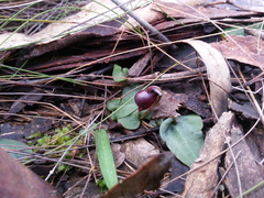 Corybas unguiculatus