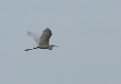 Ardea alba