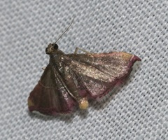 Endotricha minutiptera