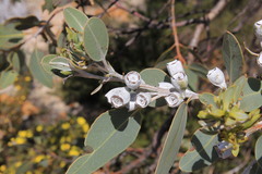 Eucalyptus pleurocarpa