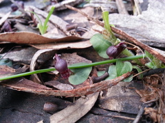 Corybas unguiculatus