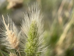 Polypogon monspeliensis