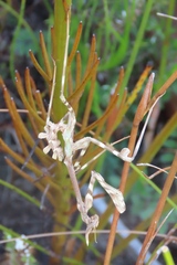 Empusa binotata