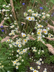 Erigeron