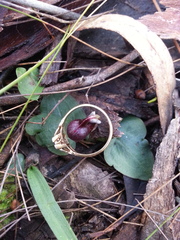 Corybas unguiculatus