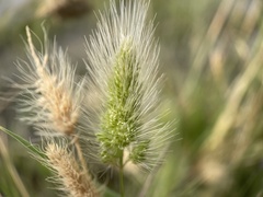 Polypogon monspeliensis