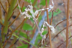 Empusa binotata