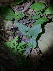 Dioscorea japonica