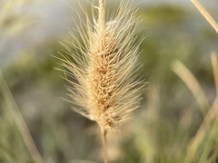 Polypogon monspeliensis