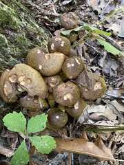 Armillaria