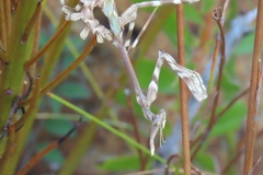Empusa binotata