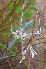 Empusa binotata