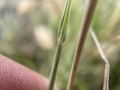 Polypogon monspeliensis