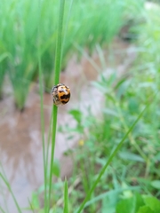 Coccinella transversalis
