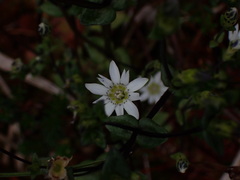 Gentiana douglasiana