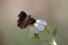 Erynnis horatius