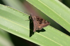 Erynnis horatius