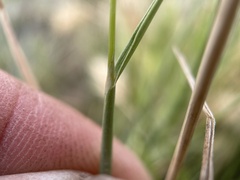 Polypogon monspeliensis