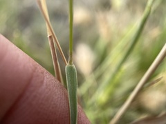 Polypogon monspeliensis