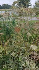 Heracleum mantegazzianum