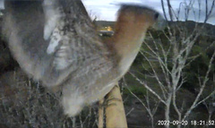 Gorsachius melanolophus