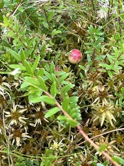 Vaccinium oxycoccos