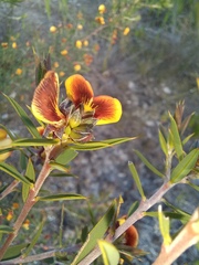 Eutaxia myrtifolia