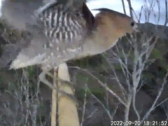 Gorsachius melanolophus