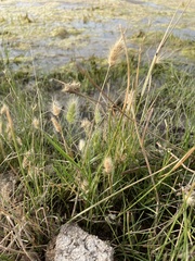 Polypogon monspeliensis
