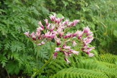 Adenostyles alliariae