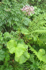 Adenostyles alliariae