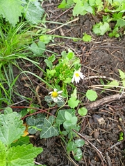 Bellis perennis