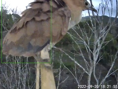 Gorsachius melanolophus