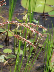 Persicaria glabra