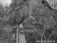 Gorsachius melanolophus