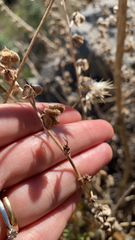 Dicoria canescens
