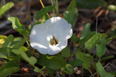 Ipomoea imperati