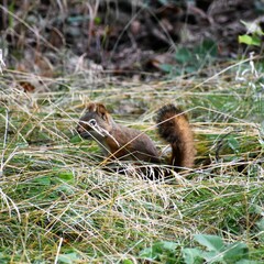 Tamiasciurus hudsonicus dakotensis