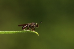 Cerotainia macrocera