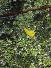 Utricularia gibba