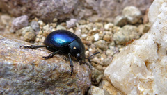 Leptinotarsa haldemani