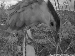 Gorsachius melanolophus