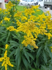 Solidago