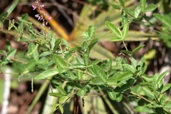 Desmodium incanum