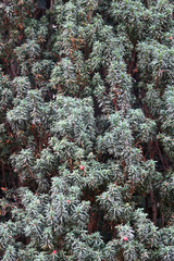 Taxus baccata
