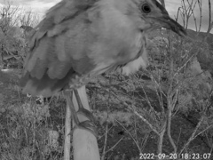 Gorsachius melanolophus