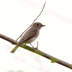 Muscicapa dauurica
