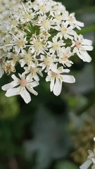 Heracleum sphondylium