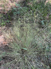 Eragrostis intermedia